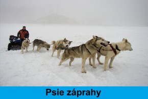 Psie záprahy